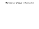 Morphology of acute inflammation - patho.szote.u