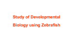 Study of Developmental Biology using Zebrafish