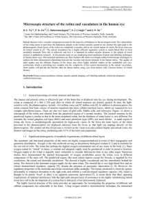 Microscopic structure of the retina and vasculature in the human eye