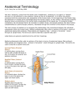 Anatomical Terminology