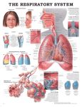 9766_respiratory system.20x26 (Page 1)