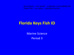 Florida Keys Fish ID Period 2 2014