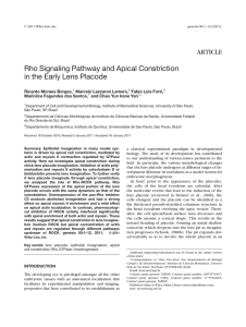Rho signaling pathway and apical constriction in the - ICB-USP