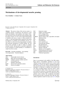 Mechanisms of developmental neurite pruning