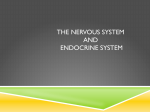 THE NERVOUS SYSTEM AND ENDOCRINE SYSTEM