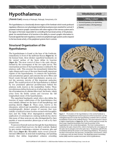 Hypothalamus