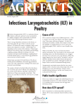 Infectious Laryngotracheitis (ILT) in Poultry