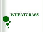 Wheat Grass - Natural Health