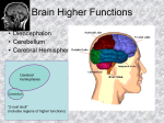 Brain Higher Functions Diencephalon Cerebellum Cerebral