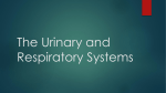 The Urinary and Respiratory Systems