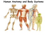 human body systems- thesis