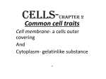 CELLS-Chapter 2 - St. Thomas the Apostle School