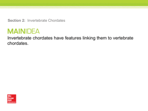 Invertebrate Chordate Features