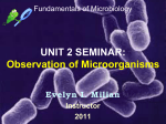 UNIT 2 SEMINAR: Observation of Microorganisms Evelyn I. Milian