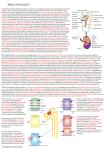 Renal Physiology 1