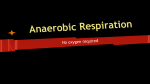 Anaerobic Respiration - County Central High School