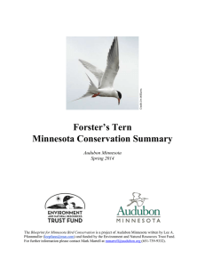 Forster`s Tern - Audubon Minnesota