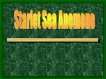 Sea Anemone - Urban Habitats