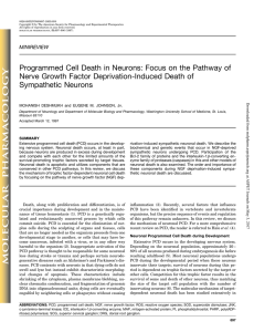 Programmed Cell Death in Neurons