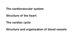 The Cardiovascular System