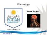 Physiology - Soran University