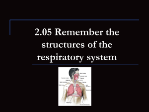 Structures of the respiratory system