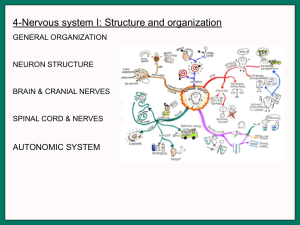 4-Nervous system I: Structure and organization