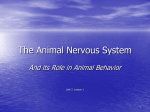 Nervous System and Behavior