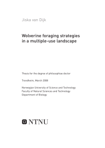 Wolverine foraging strategies in a multiple-use landscape