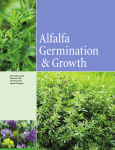 Alfalfa Germination and Growth (A3681)
