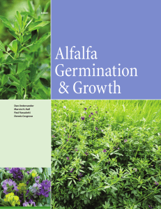 Alfalfa Germination and Growth (A3681)