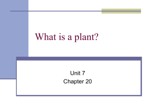 What is a plant?