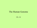 The Human Genome