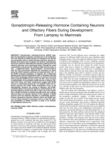 Gonadotropin-Releasing Hormone Containing Neurons and