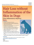 hair_loss_without_inflammation_of_the_skin_in_dogs