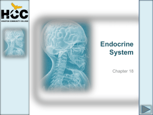 Chapter_18_Endocrine_System (1)