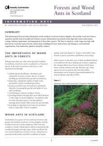 Forests and Wood Ants in Scotland