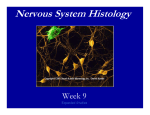 Biol 203 Lab Week 10 Nervous System Histology