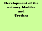 2- urinary bladder development