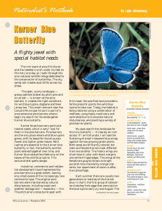 Karner Blue Butterflies