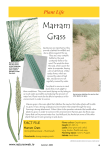 Marram Grass