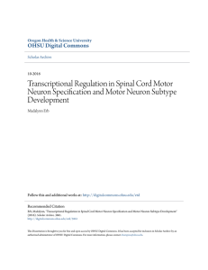 Transcriptional Regulation in Spinal Cord Motor Neuron