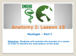 Anatomy I: Lesson 10