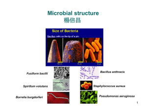 Structural view of bacteria (2)