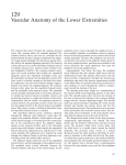 Vascular Anatomy of the Lower Extremities