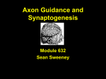 Axon guidance
