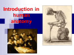 Introduction in human anatomy