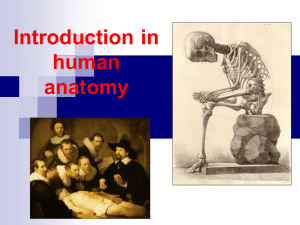 Introduction in human anatomy