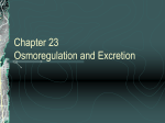 Chapter 23 Osmoregulation and Excretion