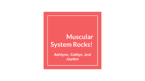 Muscular System Rocks!